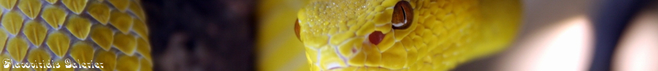 Flavoviridis Galerier